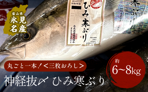 ひみ寒ぶり朝どれ1本【6~8kg】 三枚おろし（神経抜〆）【半七】※配送