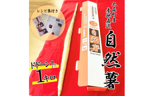 丸森町産 自然薯1kg 専用化粧箱入り レシピ集付き｜冬季限定 贈り物へもぴったり！ドドーンと1kgお届け 【12103】