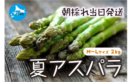 【北海道上ノ国町】【2026年夏発送】わかさ農園の朝採り夏アスパラ M〜L(2s) 朝採れ 農家直送 新鮮 グリーンアスパラ 夏野菜 旬野菜 シャキシャキ とれたて 北海道産