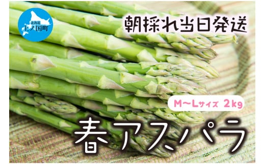 【北海道上ノ国町】【2026年春発送】わかさ農園の朝採り春アスパラ M〜L(2s) グリーンアスパラ 朝採れ 農家直送 新鮮 甘い 春野菜 旬野菜 特産品 北海道産