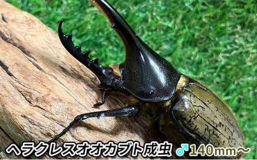 ヘラクレスオオカブト成虫ペア（♂140mm～・♀フリー） 2023年2月より