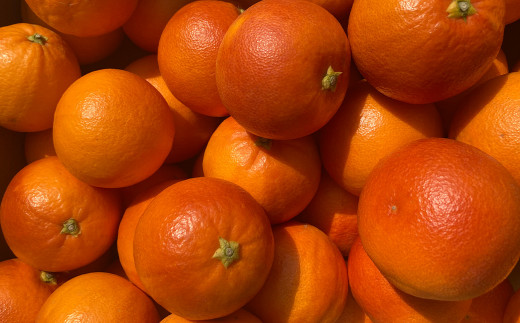 【2024年2月発送開始】熊本県産 ブラッドオレンジ 約5kg オレンジ 果物