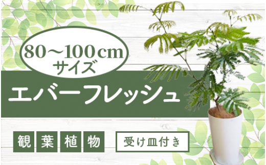 観葉植物】ミルクブッシュ70cm～90cm(鎌ヶ迫園芸場/T-039) 観葉植物 ...