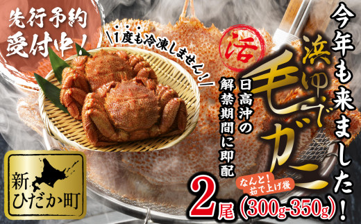 ＜2025年1月中旬から順次発送＞ 北海道産 浜ゆで 毛ガニ 2尾 計 600g 以上 ＜ 予約商品 ＞ 北海道 冷蔵 毛蟹 毛がに けがに かに 蟹  カニ かに味噌 カニ味噌 新鮮 旬 ボイル 浜茹で 海鮮 海産物 新鮮 旬 魚介 蟹味噌 みそ 新ひだか町 - 北海道新ひだか町｜