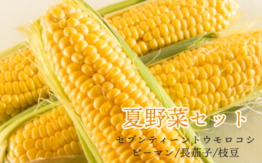 先行予約 》 【 令和6年産 】 夏野菜 セット トウモロコシ ピーマン 長 