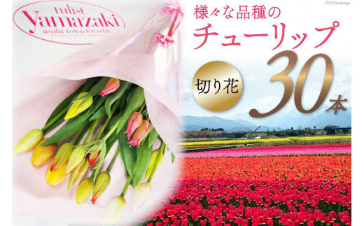 期間限定発送】 チューリップ 切り花 30本 [チュリストやまざき 富山県