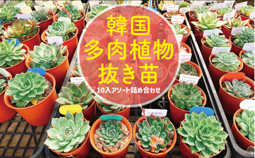 韓国多肉植物抜き苗 10入りアソート詰め合わせ - 茨城県那珂市