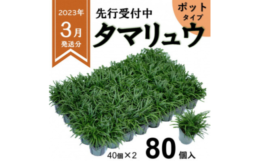 ＜2023年3月発送＞厳選タマリュウ80個　 ポット＜三重県産＞タマリュウ専門店　石井の玉竜【1278469】