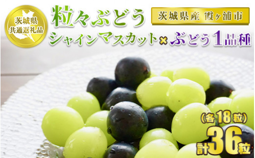 粒々ぶどう 36粒 シャインマスカット と ぶどう 1品種 各18粒 茨城県共通返礼品 霞ヶ浦市 フルーツ くだもの 果物 ブドウ 葡萄 茨城県守谷市 ふるさとチョイス ふるさと納税サイト