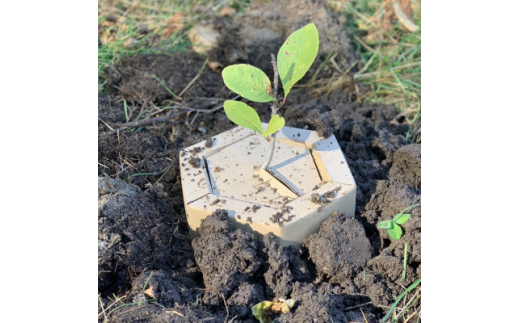 あなたの木を富良野に植えます＞富良野の自然を守る植樹代行券(苗木1本)【1371503】 - 北海道富良野市｜ふるさとチョイス - ふるさと納税サイト