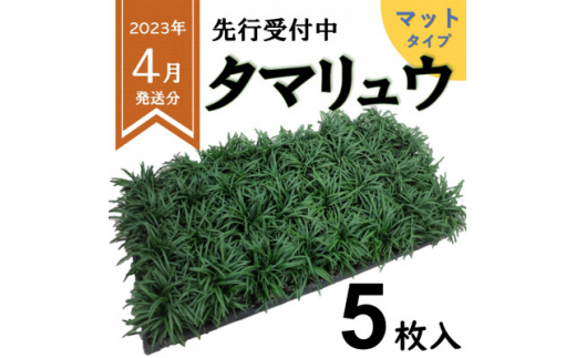 ふるさと納税 厳選タマリュウ5枚マット【三重県産】タマリュウ専門店