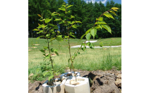 あなたの木を富良野に植えます＞富良野の自然を守る植樹代行券(苗木2本セット)【1371504】 - 北海道富良野市｜ふるさとチョイス - ふるさと納税 サイト