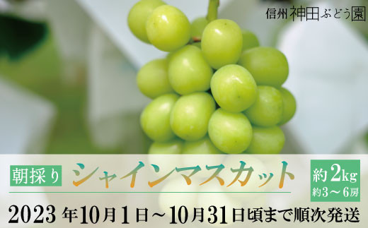 No.5657-3329]朝採りシャインマスカット約2kg(約3～6房)《信州神田