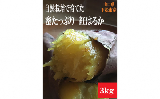 ふるさと納税 山口県 下松市 No.097 ［周南やさい★まるごとシリーズ］”あまカボッちゃ”まるごとプリン ／ スイーツ 野菜プリン かぼちゃ 山口県 特産品 ふるさと納税No.097 ［周南やさい☆まるごとシリーズ