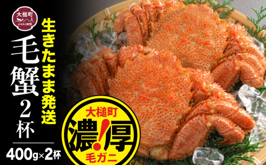 期間限定2月～4月発送】三陸産！活毛ガニセット 400g×2杯(2尾) 天然