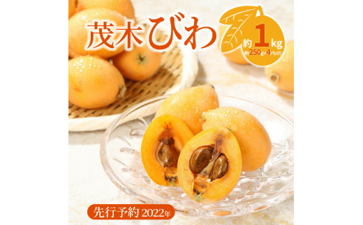 茂木びわ 約1kg (約250g×4パック)【2024年5月中旬～2024年6月