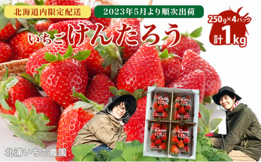 北海道内限定配送・2024年5月より順次出荷】いちご「けんたろう」250g