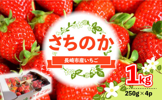 いちご「さちのか」約1kg （250g×4パック）苺 イチゴ 人気 甘い 糖度 長崎市/こすもす会 [LBT009]