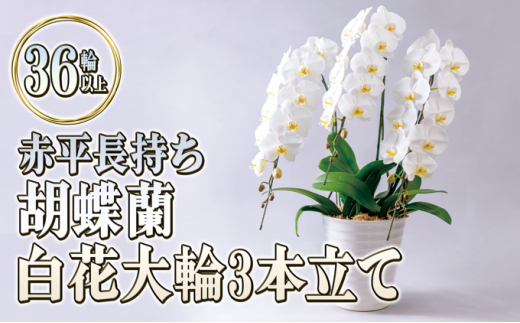 赤平長持ち胡蝶蘭白花大輪3本立て（36輪以上） - 北海道赤平市