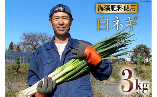 鳥取県産 白ネギ 15kg 『夏若葱』長ネギ | www.darquer.fr