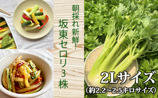 No.208 朝採れ新鮮！坂東セロリ3株 ／ 野菜 朝どれ 茨城県 特産品