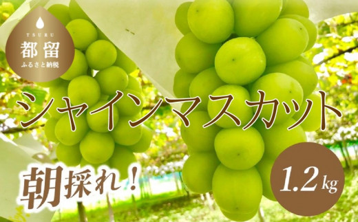 2023年 先行予約】 山梨県産 シャインマスカット ２房 (1.2kg以上