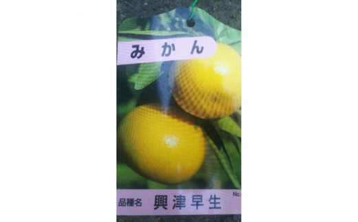 果樹苗 みかん苗 いち早く 興津早生 おきつわせ 果樹苗 みかん苗 いち早く 興津早生 おきつわせ