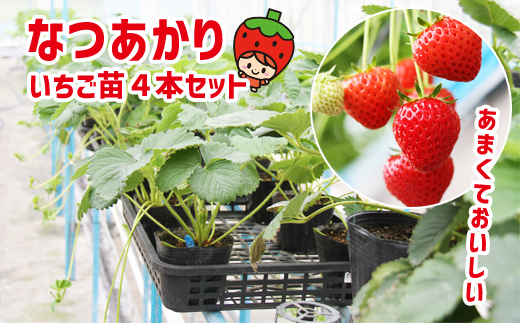 2026年3月下旬より発送開始】 いちごの苗 なつあかり 4株 【しずくいし