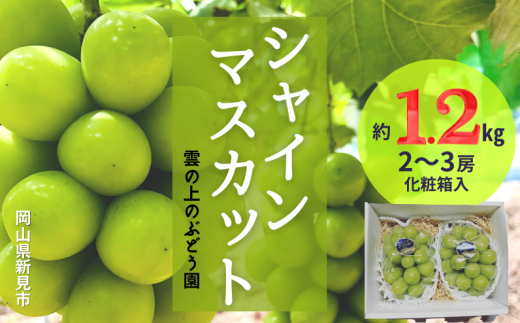 雲の上のぶどう園 シャインマスカット 約2kg 3～5房 【先行予約 2025年10月中旬から順次発送】 - 岡山県新見市｜ふるさとチョイス -  ふるさと納税サイト