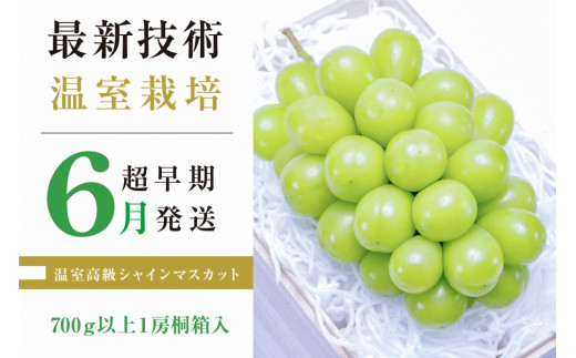 超早期栽培温室高級シャインマスカット「初物の頂」700ｇ以上１房桐