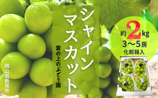 雲の上のぶどう園 シャインマスカット 約2kg 3～5房 【先行予約 2024年10月中旬から順次発送】 - 岡山県新見市｜ふるさとチョイス -  ふるさと納税サイト