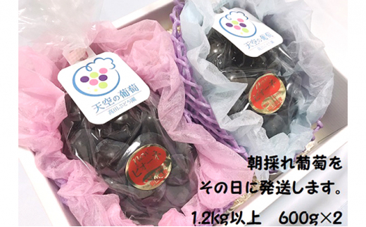 yRsz[5615-0389]Ԃǂ 2026Nx t V̕(o^W) j[ sI[l 2[ 1.2kgȏ 1 Ί  t[c R sY