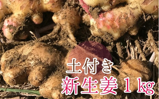 自然農 新生姜１kg（自然のままの土付き）皮まで食べられる 甘酢漬け ガリ ショウガ レシピ付き 【R00216】 -  高知県土佐清水市｜ふるさとチョイス - ふるさと納税サイト