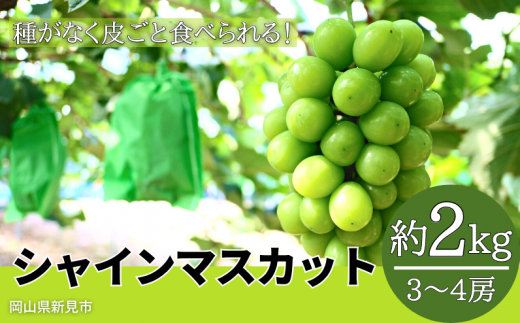 林農園 シャインマスカット 約2kg 3～4房 【先行予約 2024年10月上旬から順次発送】 - 岡山県新見市｜ふるさとチョイス -  ふるさと納税サイト