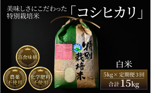 【先行予約】【令和5年産新米】《定期便3回》コシヒカリ 精米 5kg