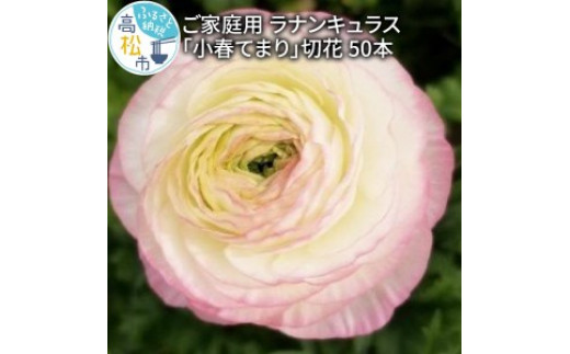 ご家庭用 ラナンキュラス「小春てまり」切花 切花50本(長さ25～50cm)【2024年1月中旬～2024年4月上旬】