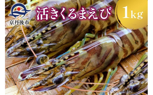 活きたまま！産地直送】日本海/京都・丹後のくるまえび 1kｇ（35～50尾