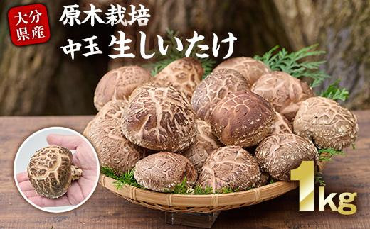 原木栽培の中玉生しいたけ（1kg）九州産 大分県産 国産 しいたけ 椎茸 生椎茸 生シイタケ 生しいたけ 生しいたけ 生シイタケ 原木しいたけ  佐伯市【FR04】【かやの椎茸屋】