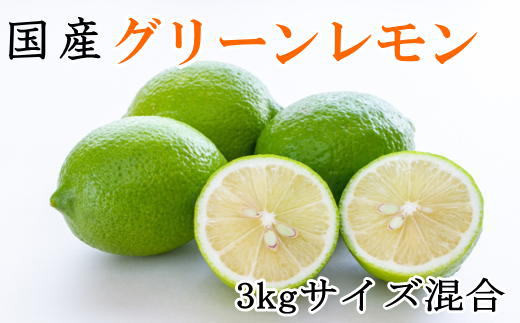 ya̎RCszmYna̎RYO[3kgiTCYj2025N10{菇mTM7n