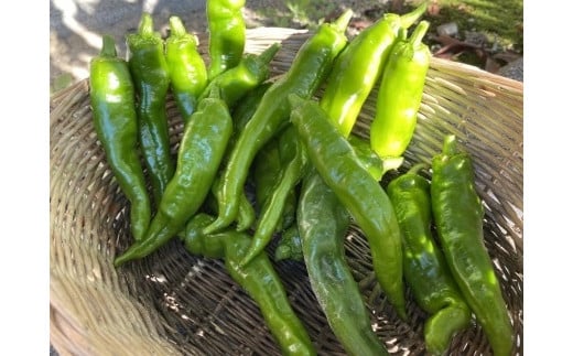 ys{sszys\E2026N7z莛Ƃ炵i؁j1kgiڈ30`35{j