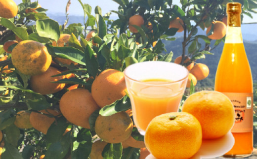 ya̎Rlza̎RYI[KjbN݂100W[X