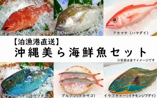 泊漁港直送】 沖縄美ら海鮮魚セット - 沖縄県那覇市｜ふるさとチョイス