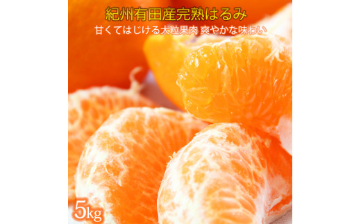 【和歌山県印南町】果肉ぷりぷり!完熟はるみ 5kg【2026年2月中旬頃〜2026年2月下旬頃に順次発送】【UT22】