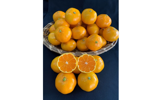 ya̎RLc쒬zyʌzyԏGIizLc݂ 10kgiL2LTCYjTCYws