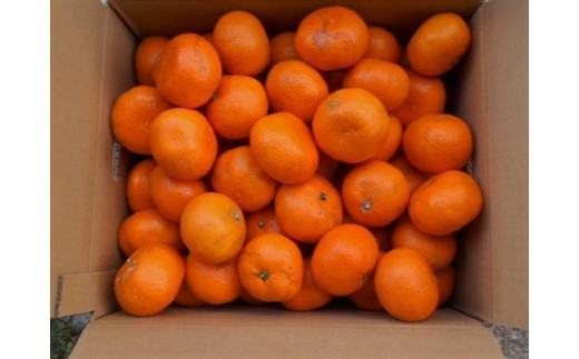 ya̎RߒqYzIBLc݂ 10kg 2S`2Lꂩ ƒp LYAmSL51n