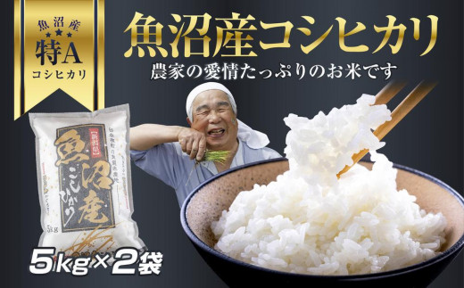 お米 10キロ コシヒカリ 精米 白米