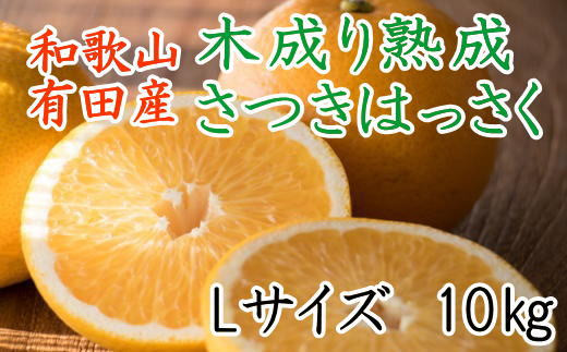 こだわりの和歌山有田産木成り熟成さつき八朔10kg(Lサイズ) ★2024年4月より順次発送