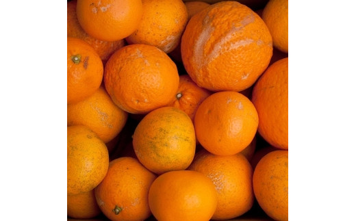 ＜2月より発送＞家庭用きよみオレンジ3.5kg+105g　【光センサー選果】【樹上完熟清見オレンジ・清見タンゴール・清美】【訳あり・わけあり】