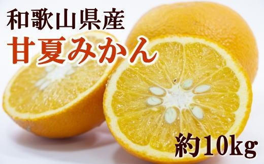 和歌山県産甘夏みかん約10kg（サイズおまかせ）★2024年3月中旬頃より順次発送