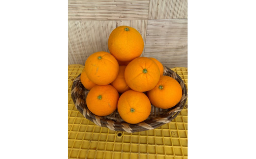 ネーブルオレンジ　生写真　7種コンプセット 完熟ネーブルオレンジ 赤秀品 5kg（М・L・2L/サイズ指定不可